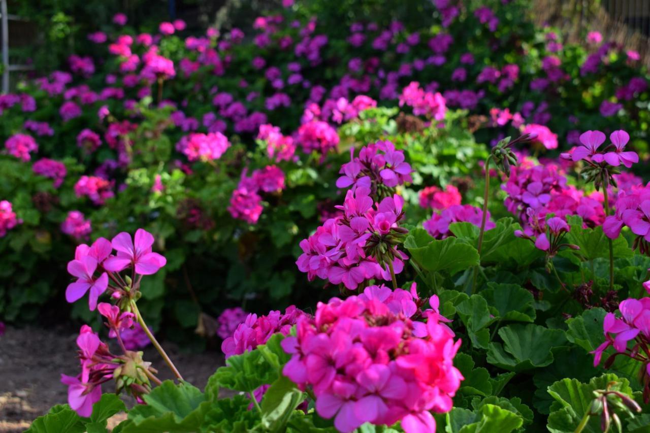 Victoria Lägenhet Plakias Exteriör bild